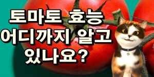 토마토효능 제목썸네일