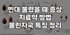 빈대 물렸을때 증상 물린자국 특징